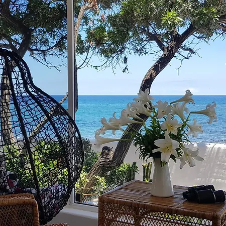 Loro Playa Honda (Lanzarote)