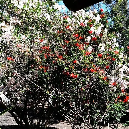 Loro Willa Playa Honda (Lanzarote)